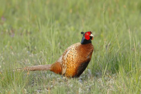 Pheasant