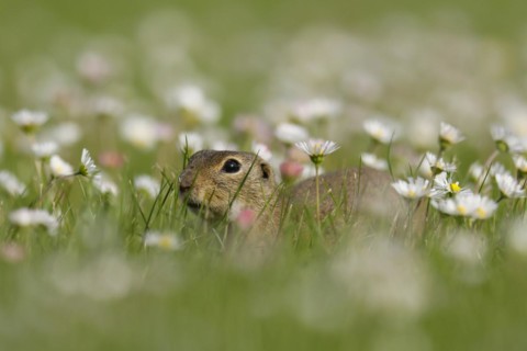 Gopher