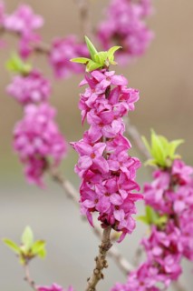 Daphne