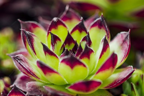 Limestone houseleek