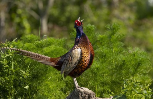 Pheasant