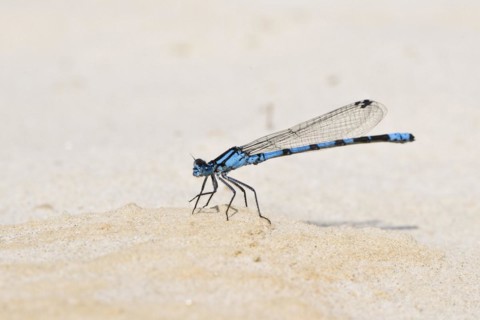 Common blue damselfly