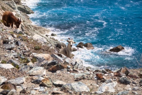 Corsican goats at Cap Corse