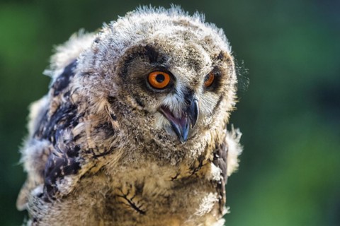 Eurasian eagle-owl