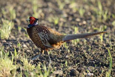 Pheasant