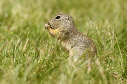 Gopher
