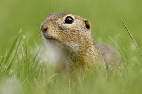 Gopher