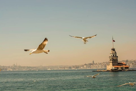 Seagull in a sky with a Maiden`s tower at the back