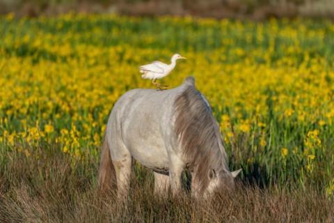 Camargue horse and cattle