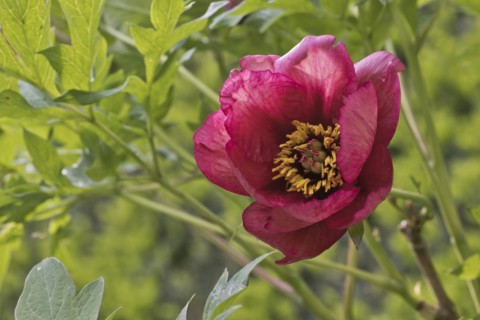 Bush peony