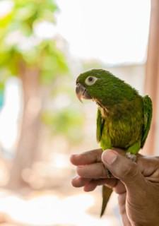 or also known as the common green parakeet