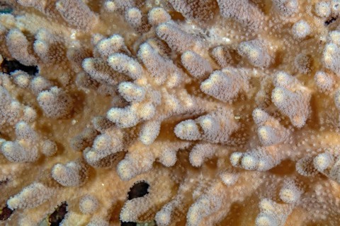 Large-fingered leather coral