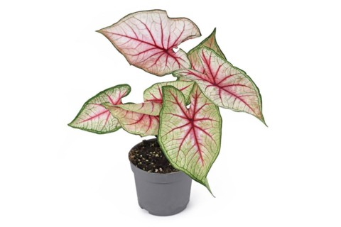 Beautiful exotic 'Caladium White Queen' plant with white leaves and pink veins in pot isolated on white background