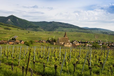 Church in the vineyards