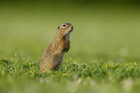 Gopher