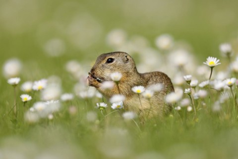 Gopher