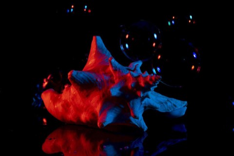 Shell with reflection and soap bubbles