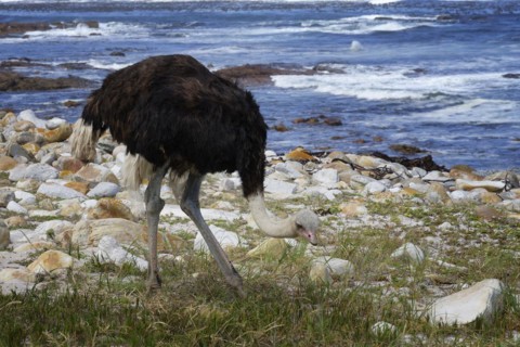 Male African ostrich