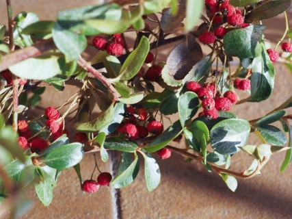 Hedgerow plant with berries
