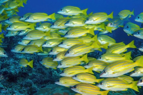 Shoal of bluestripe snapper