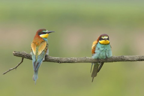 Bee-eater
