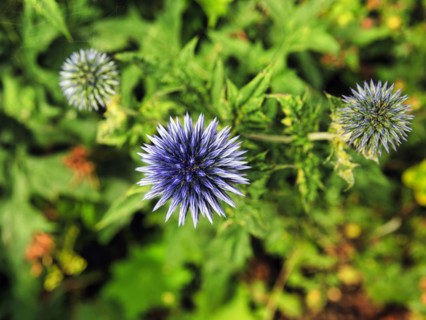 Globe thistles