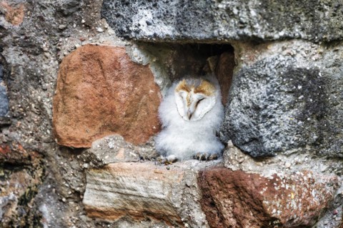 Common barn owl