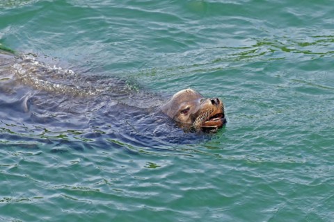 Sea lion in water
