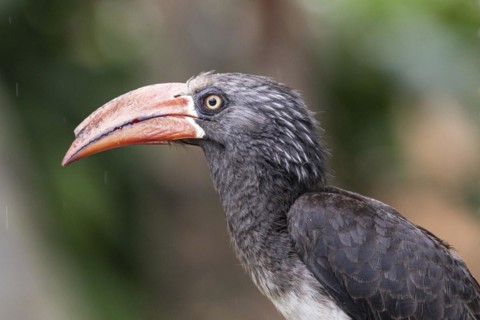 Crowned toko