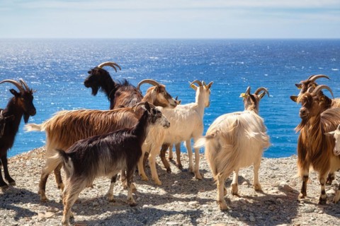 Corsican goats at Cap Corse