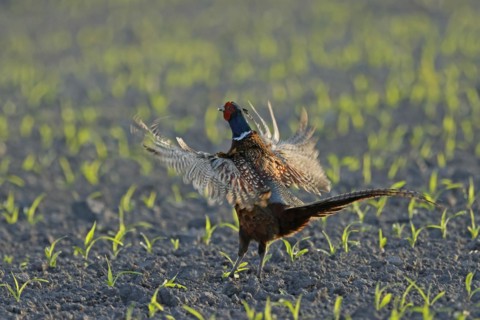 Pheasant