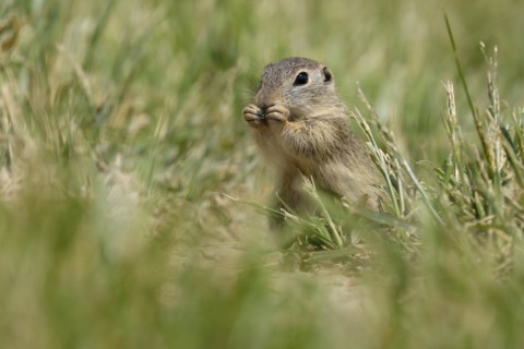 Gopher
