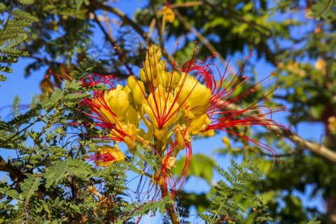 Bird of Paradise Bush