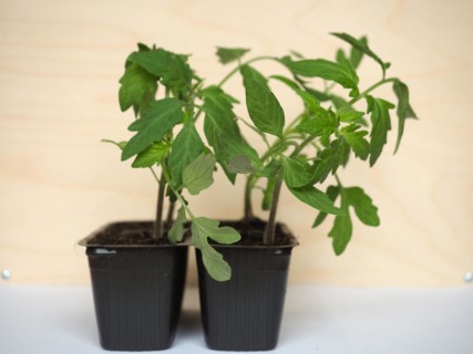 Tomato plant in pot