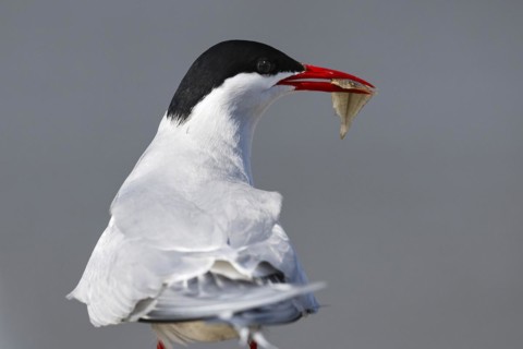 Arctic tern