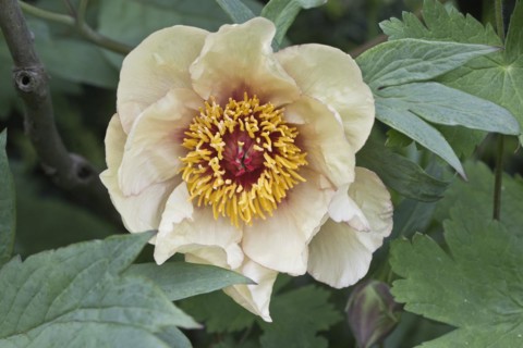 Tree peony