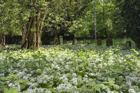Ramson