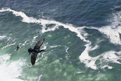 Cape Cormorant