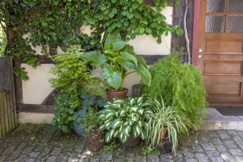 Inner courtyard with flowers