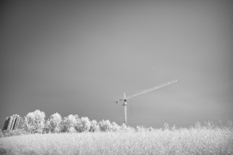 Grain field