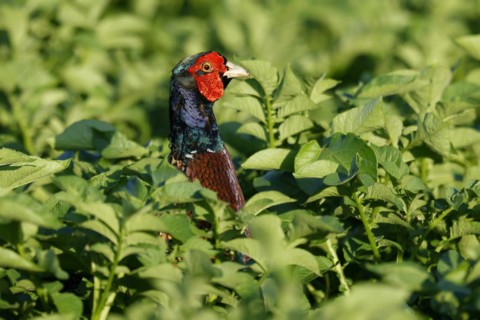 Pheasant