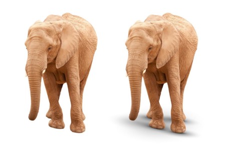Adult elephant isolated on white with and without A shadow