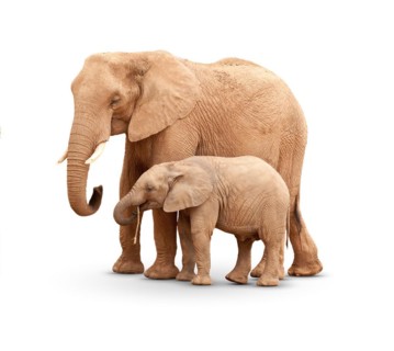 Baby and mother elephant isolated on white with A shadow