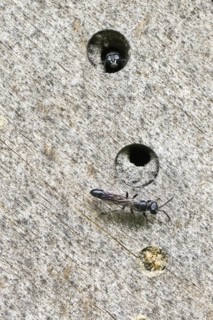 Potter's digger wasp