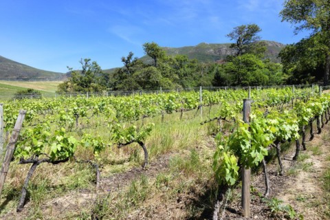 Vineyard