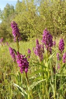Broad-leaved orchid