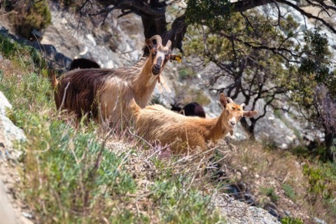 Corsican goats at Cap Corse