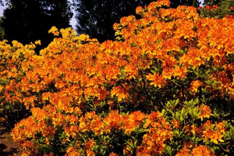 Azaleas