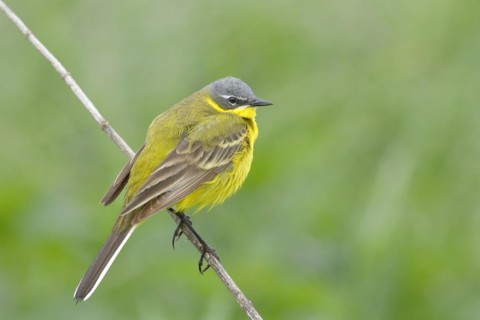 Western yellow wagtail
