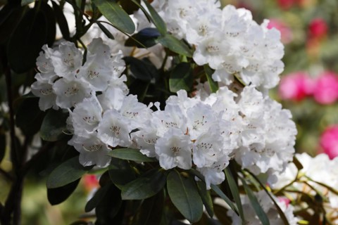Rhododendron